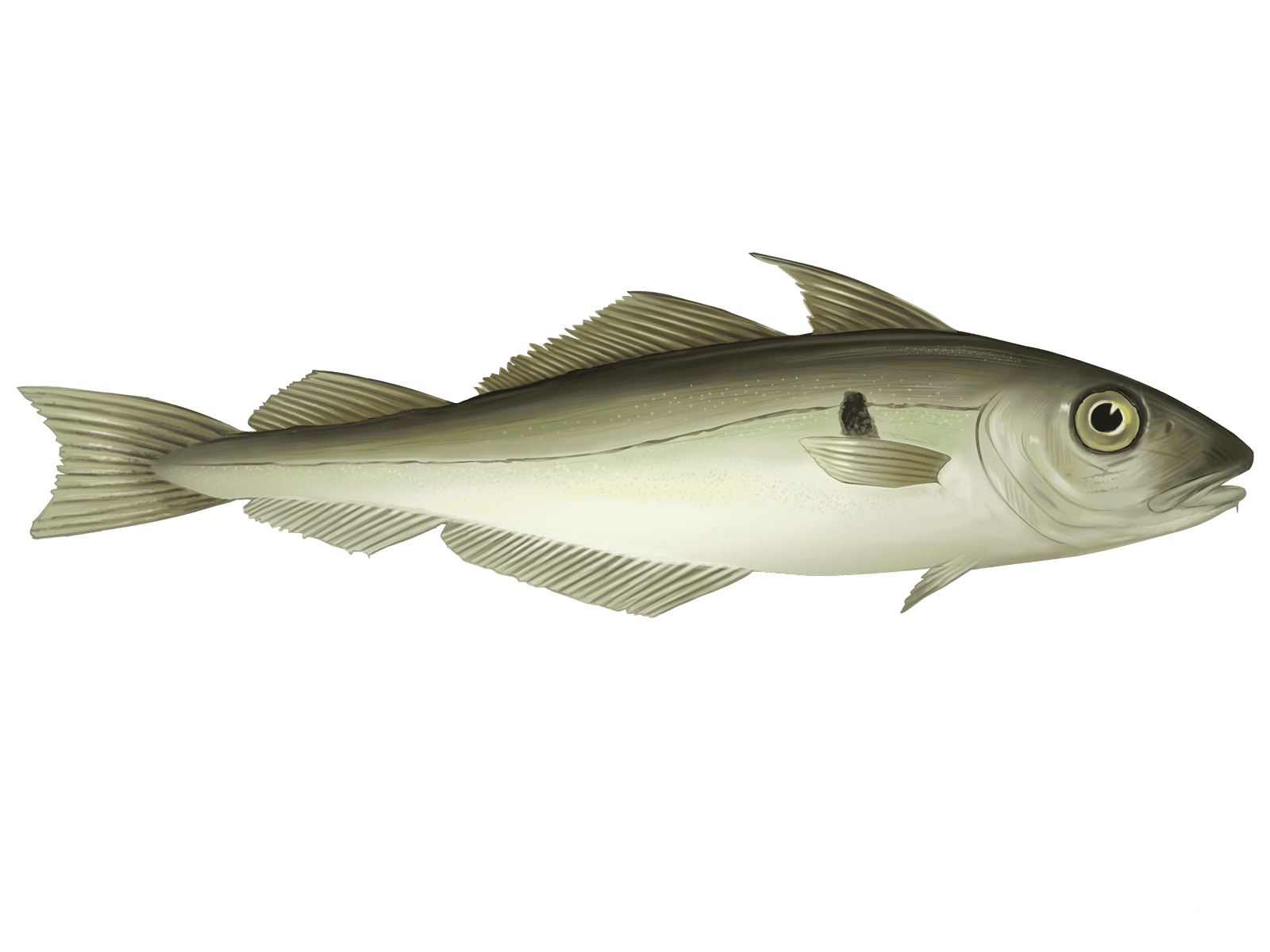 Haddock